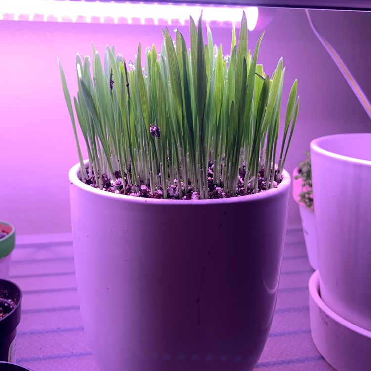 Plant image Avena Sativa
