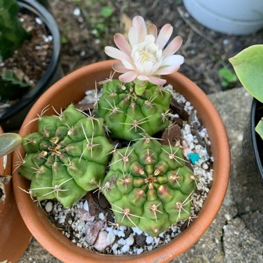 Gymnocalycium