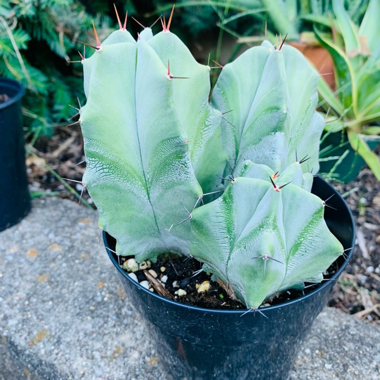 plant image 1541077 plant image 1541077