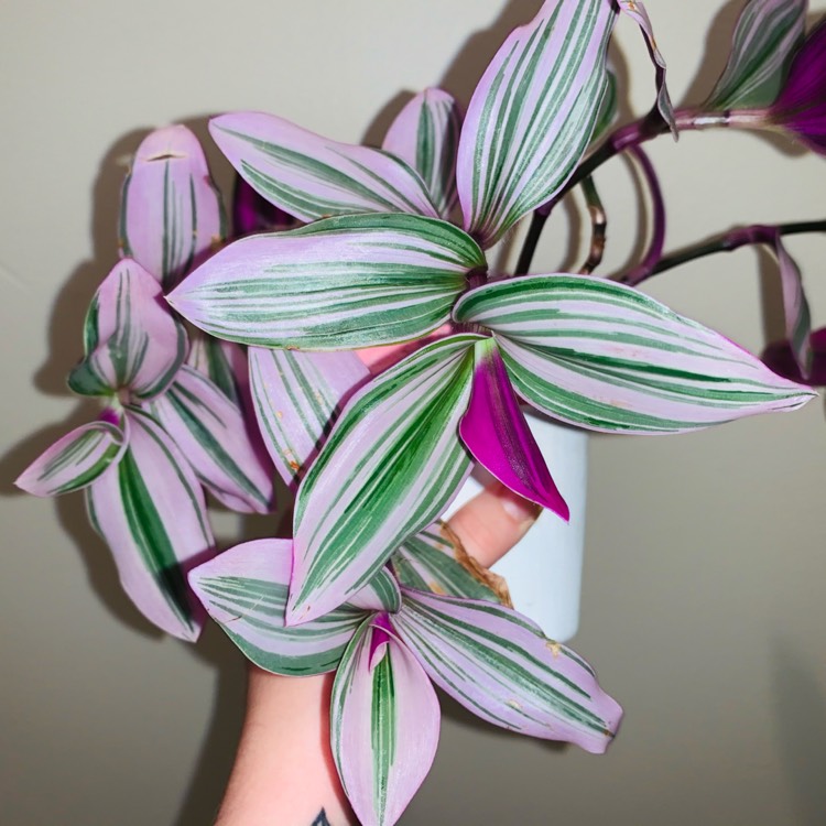 plant image 1545734 plant image 1545734