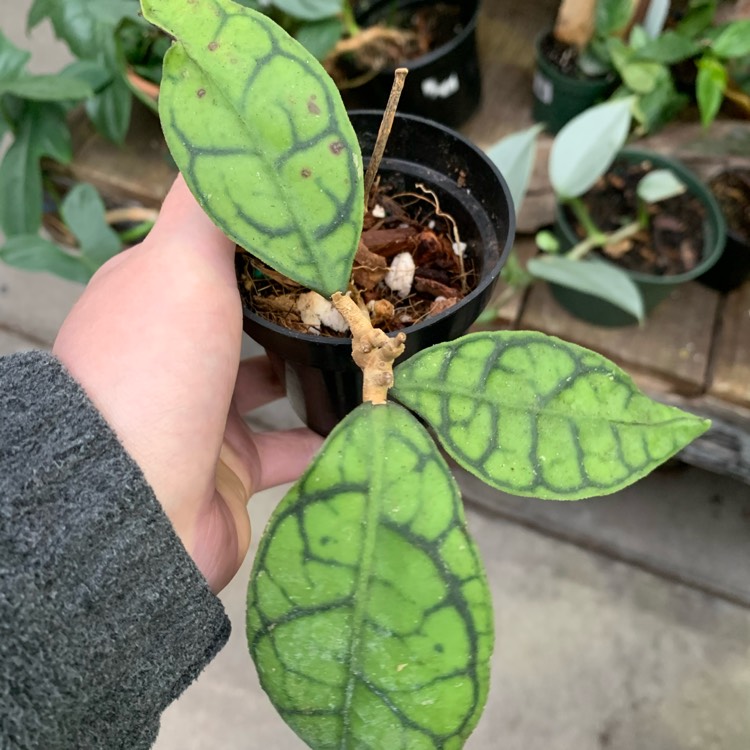 Plant image Hoya callistophylla