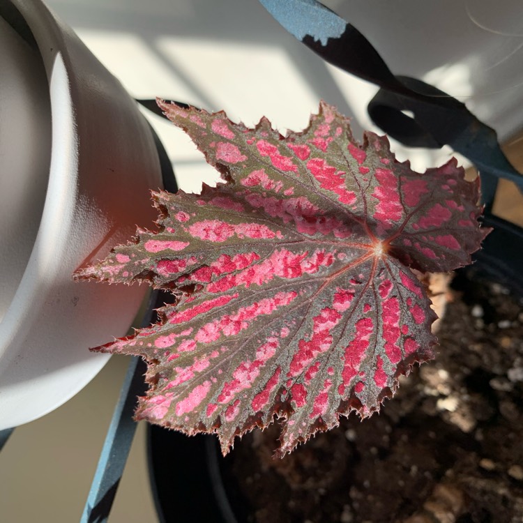 plant image 1565895 plant image 1565895