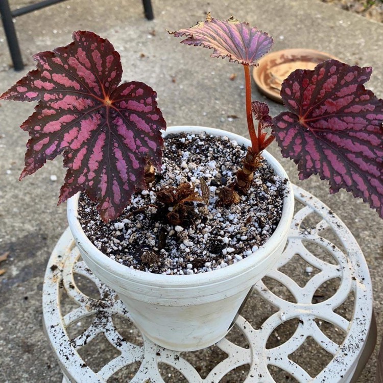 plant image 1569847 plant image 1569847