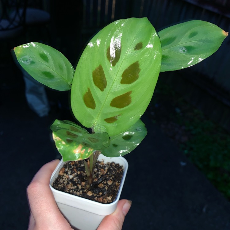 Plant image Maranta leuconeura 'Kerchoveana'