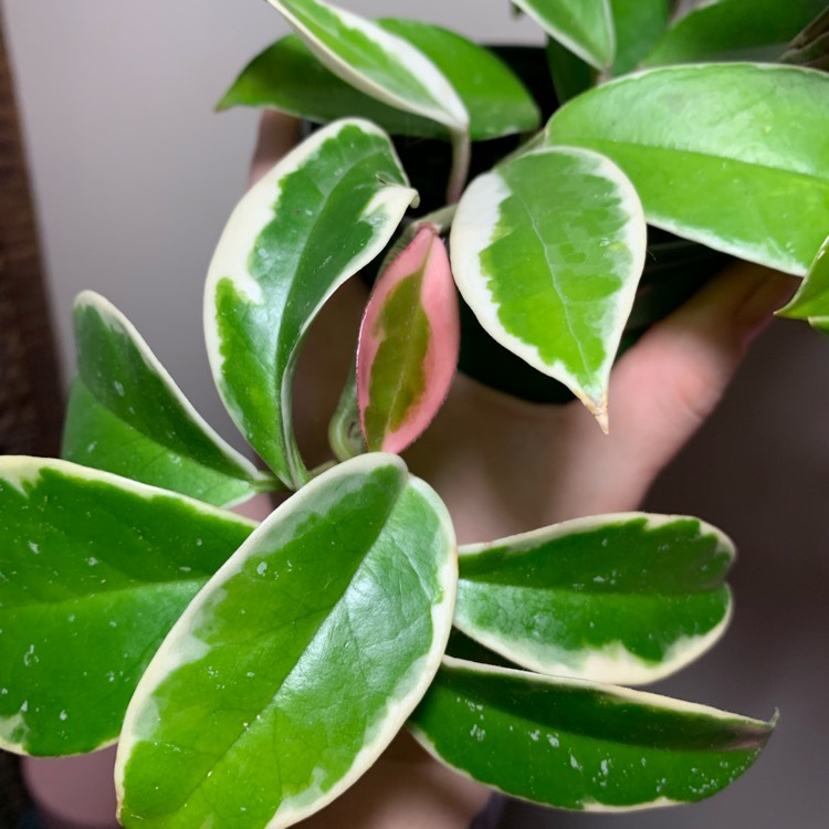 plant image 1605422 plant image 1605422