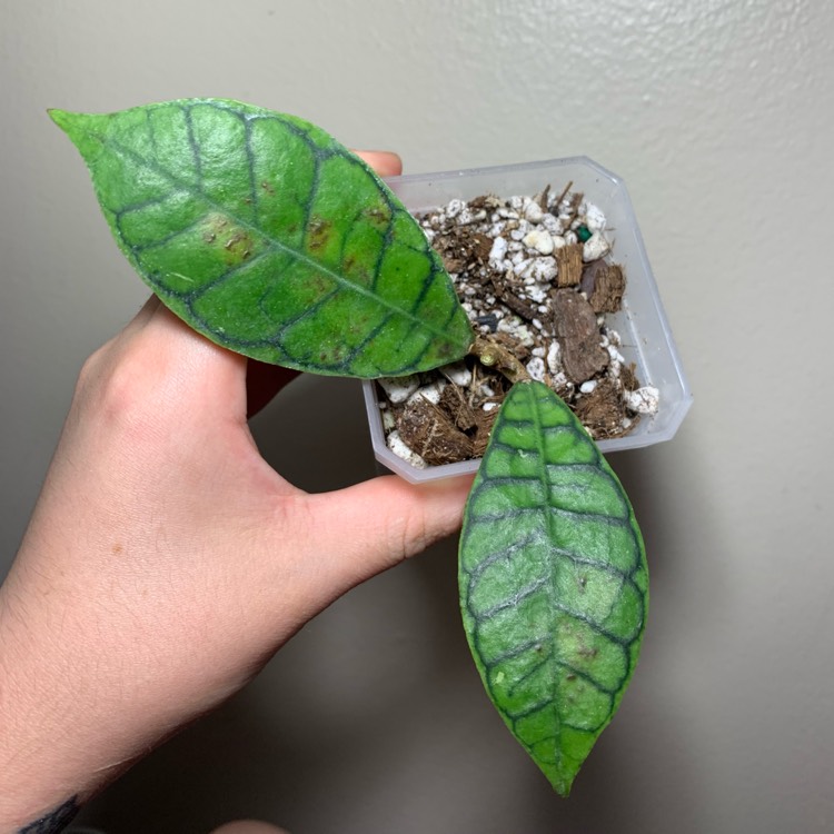 Plant image Hoya callistophylla