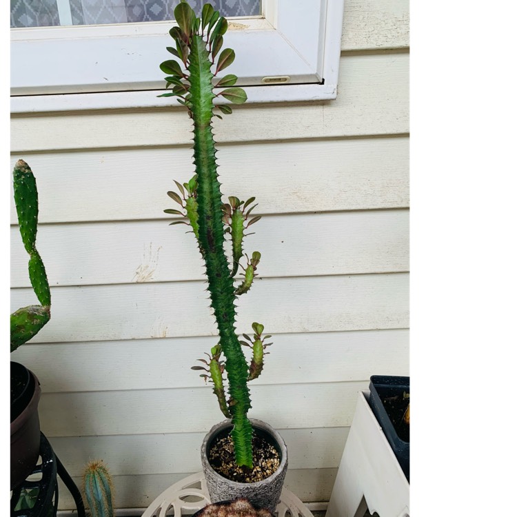plant image 1617908