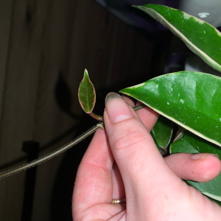 plant image 1624557 plant image 1624557