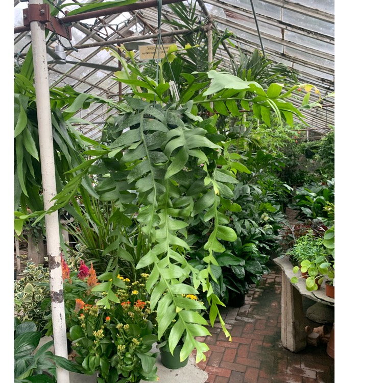 plant image 1629657