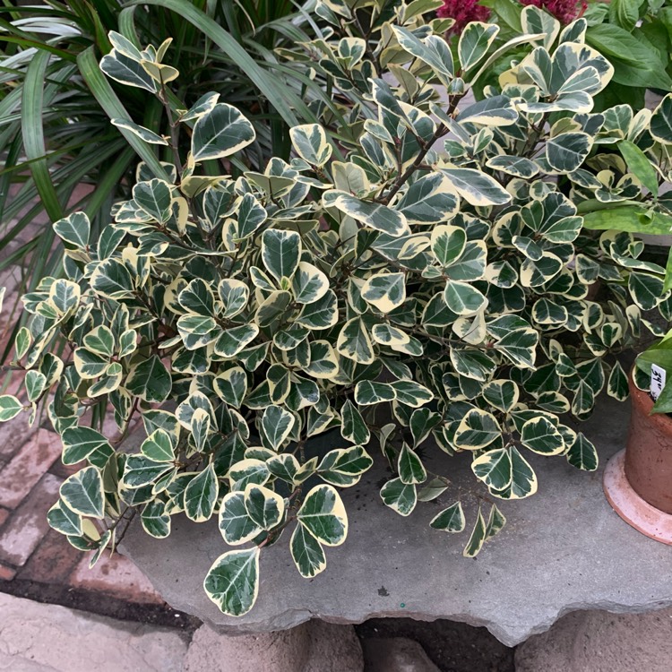 Plant image Ficus Triangularis 'Variegata'