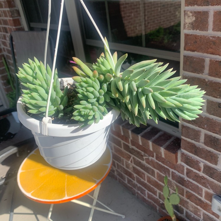 plant image 1664229 plant image 1664229