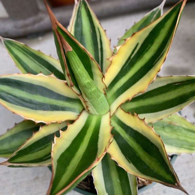 plant image 1664482 plant image 1664482