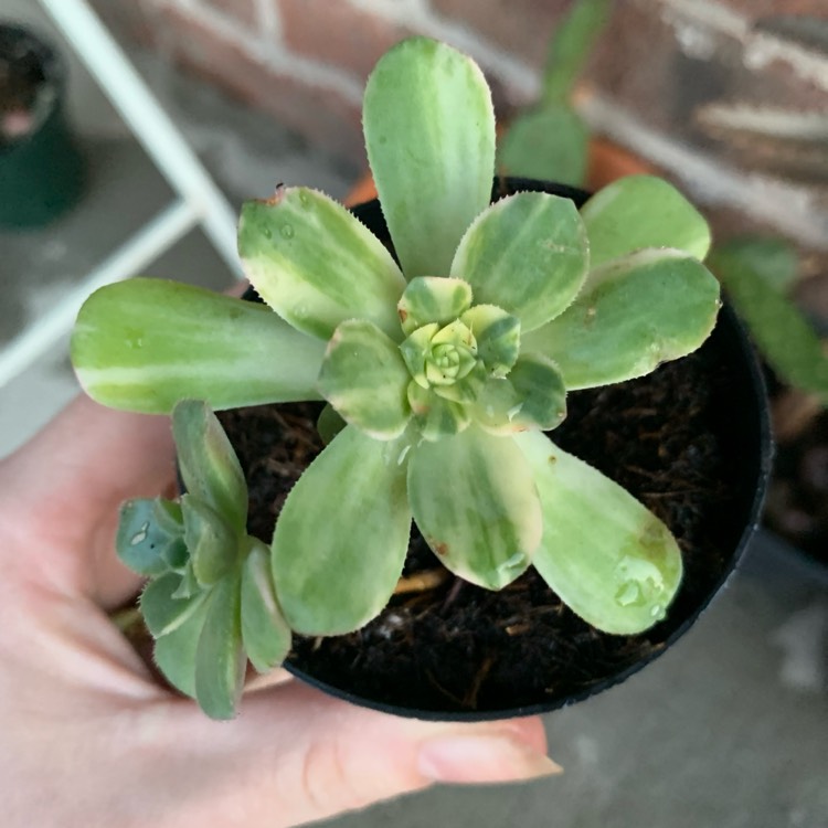 Plant image Aeonium Domesticum Variegata