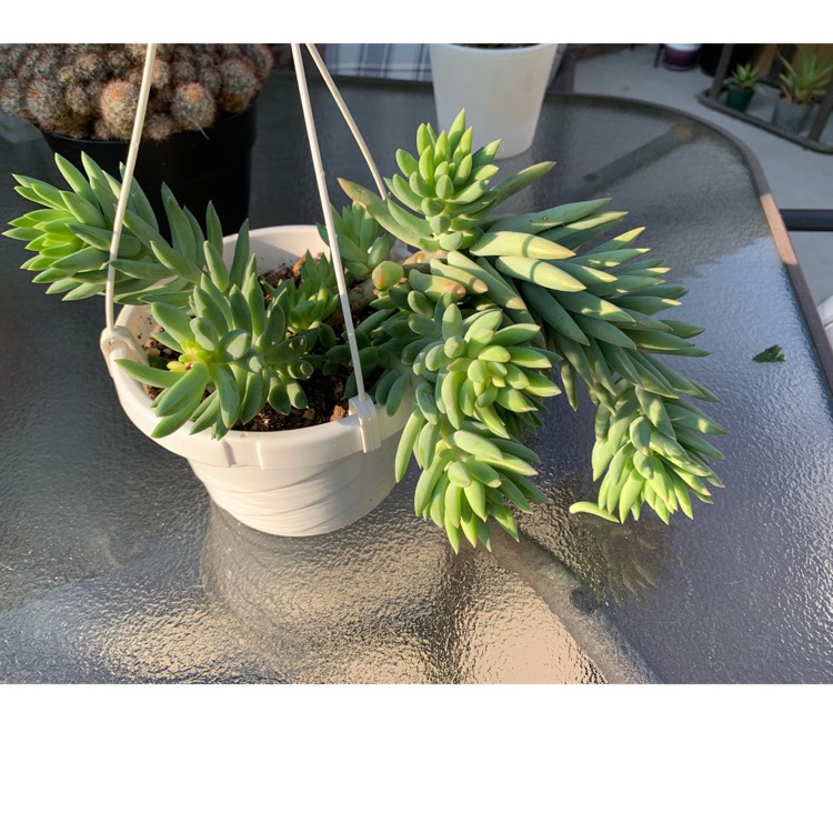 plant image 1672744 plant image 1672744