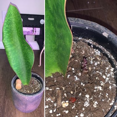 Sansevieria masoniana