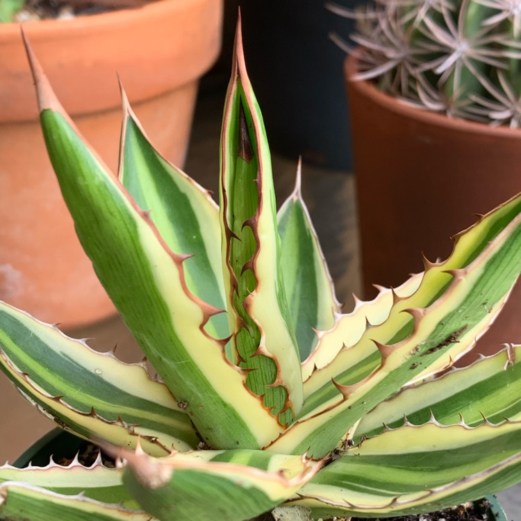 plant image 1676645 plant image 1676645