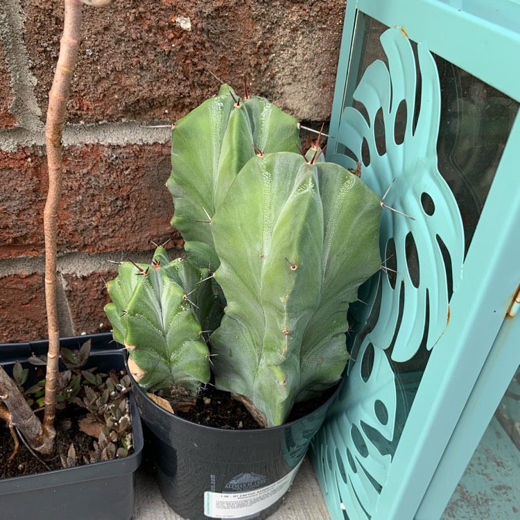 plant image 1676691 plant image 1676691
