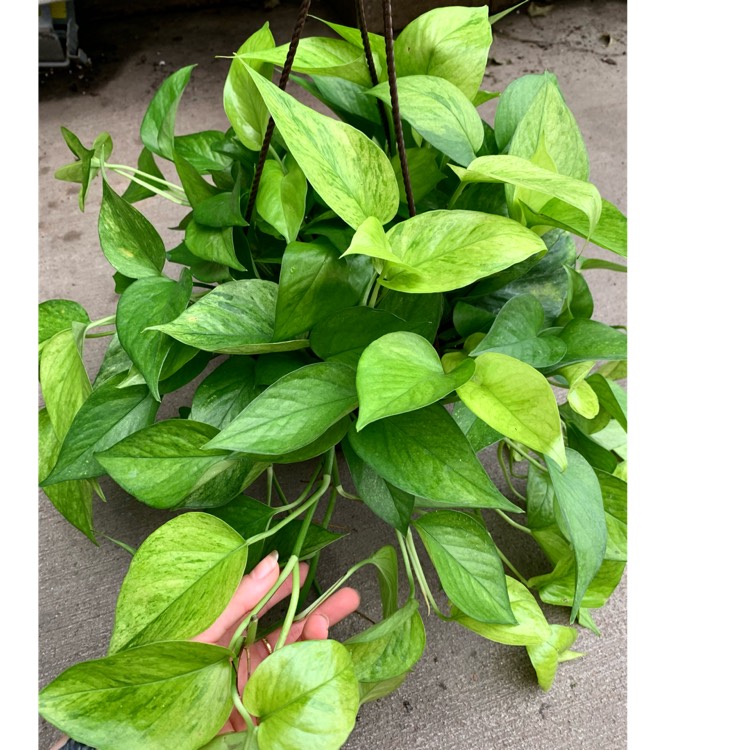plant image 1687304