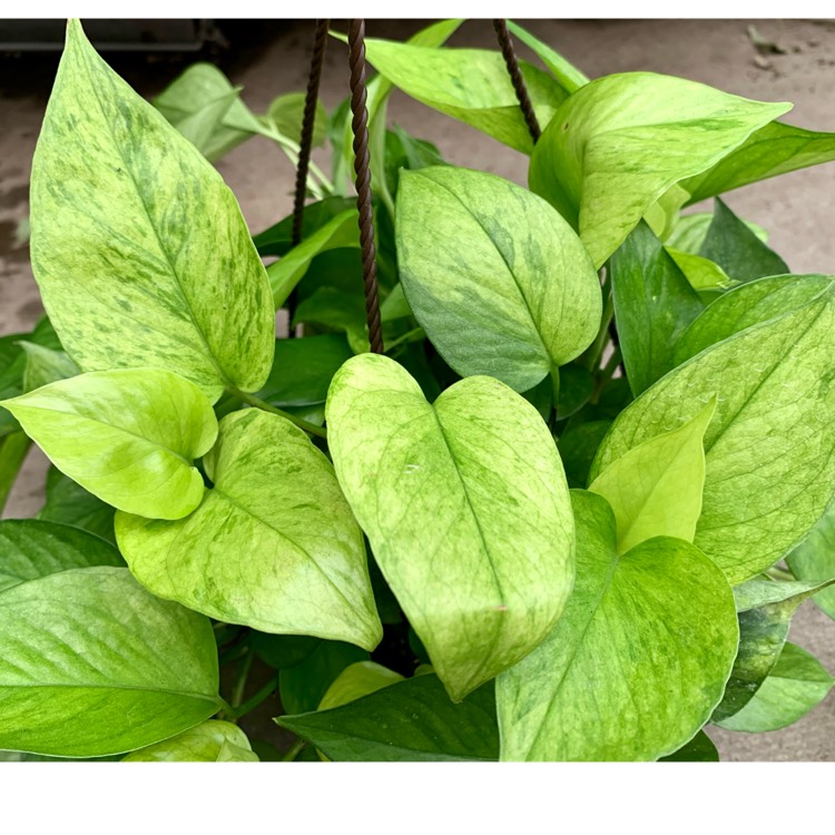 Plant image Epipremnum aureum 'Jessenia'