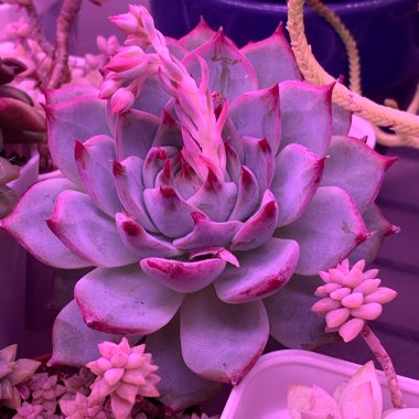 Echeveria