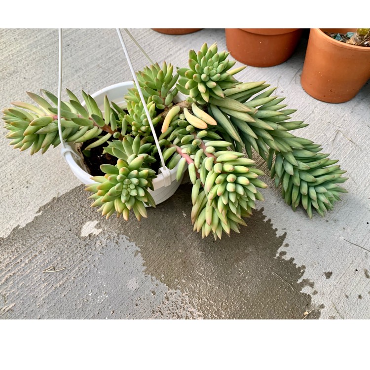 plant image 1688601 plant image 1688601