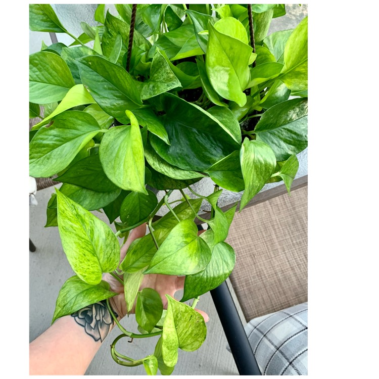plant image 1689256