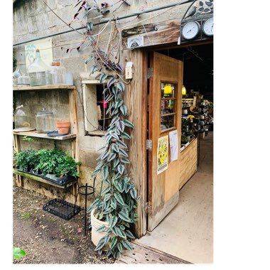 Addison's garden