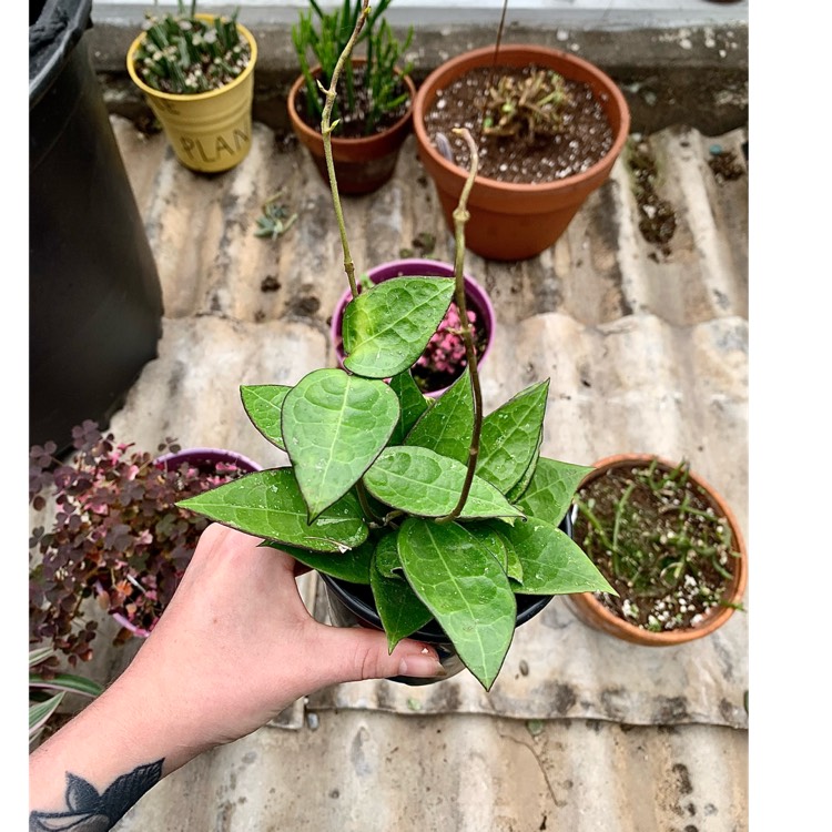 plant image 1689513