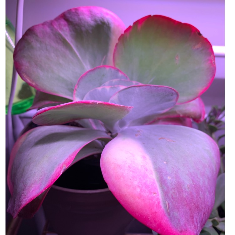 plant image 1694905 plant image 1694905