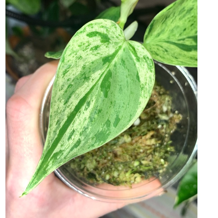 plant image 1695144