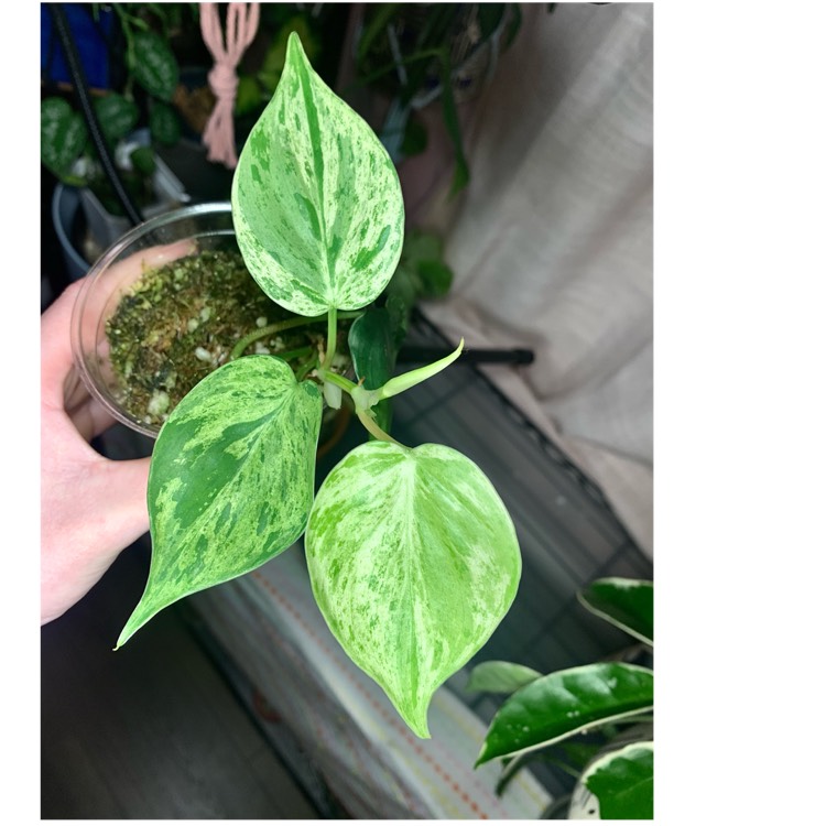 plant image 1695145