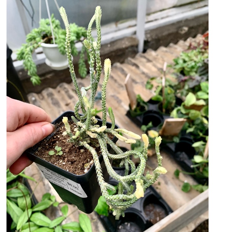 Plant image Crassula muscosa var. variegata