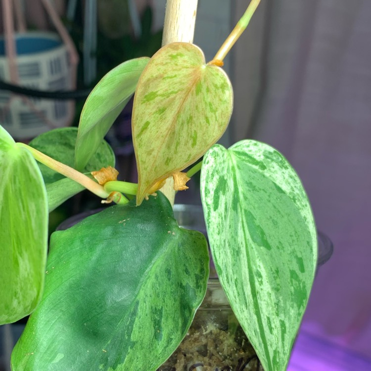 plant image 1702356