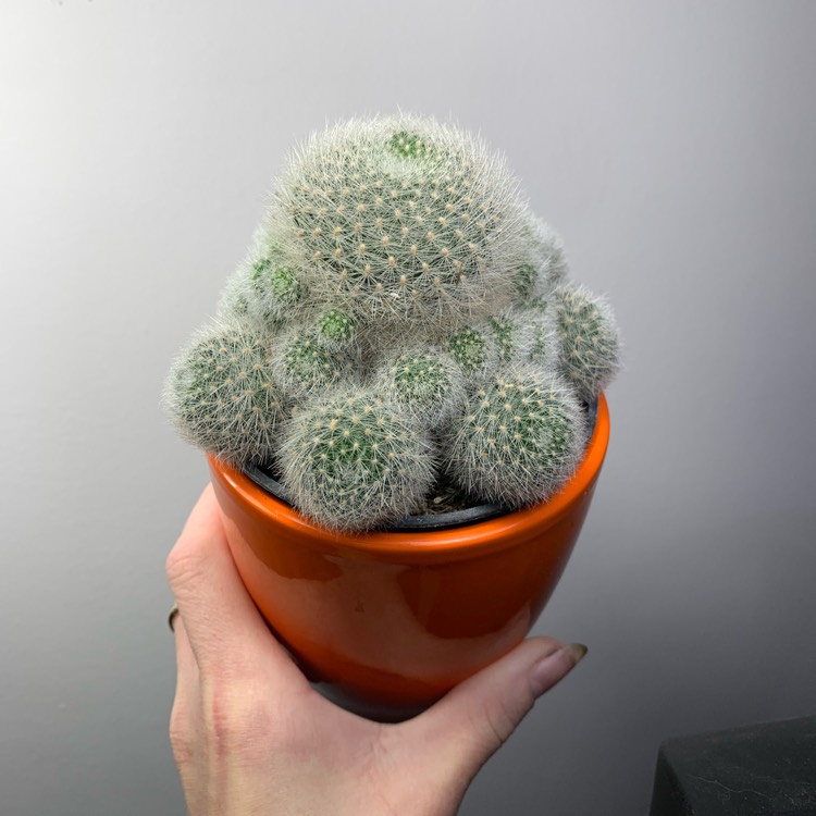 Plant image Rebutia Senilis