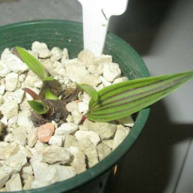 Ledebouria cooperi syn. Scilla cooperi, Scilla Adlamii