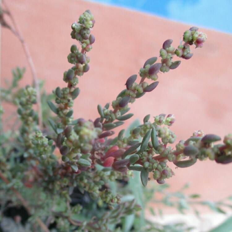 plant image 1028117