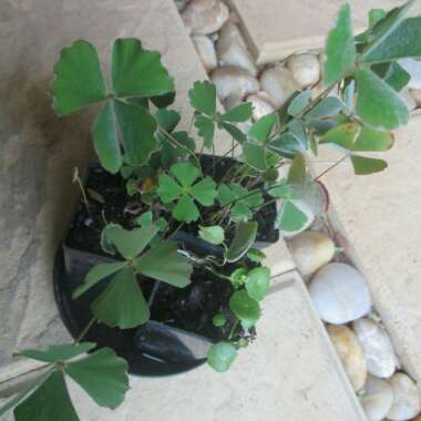 Marsilea drummondii
