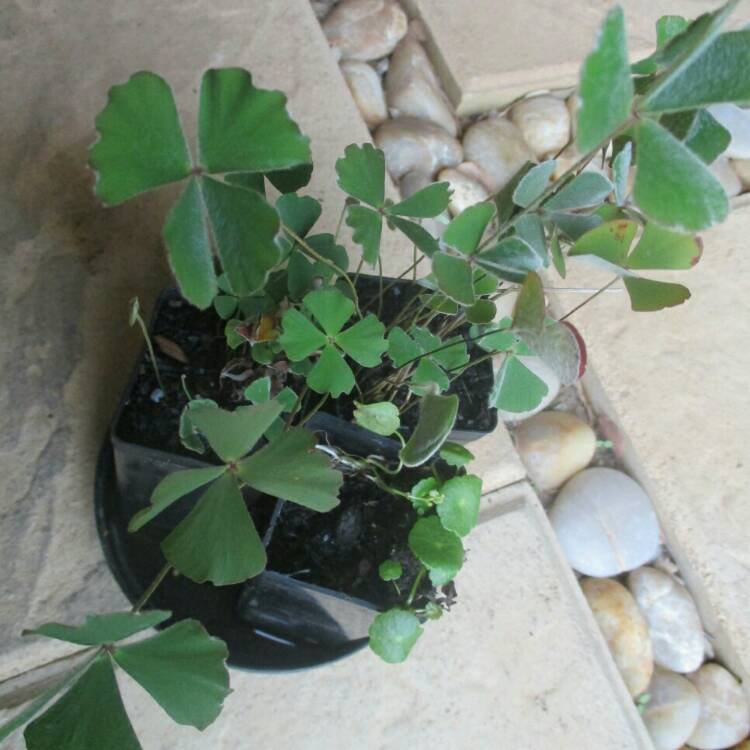Plant image Marsilea drummondii