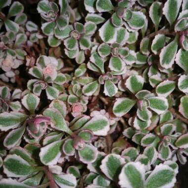 Sedum Spurium Tricolor