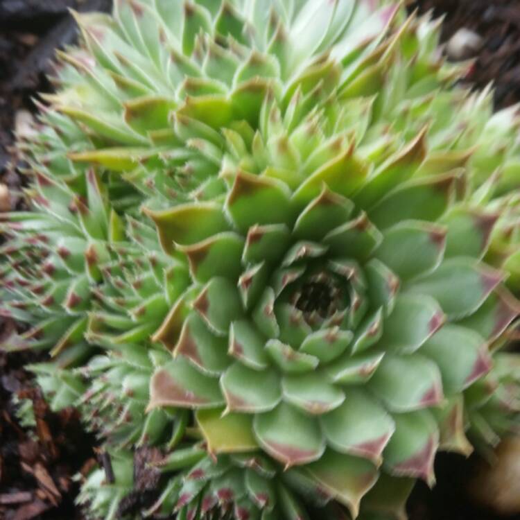 plant image 609732