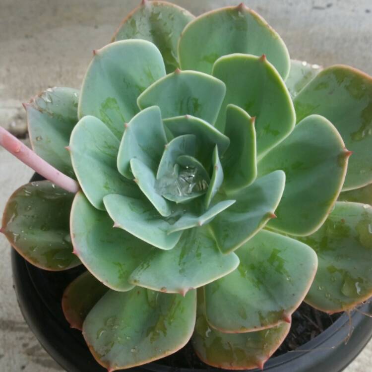 plant image 609736 plant image 609736