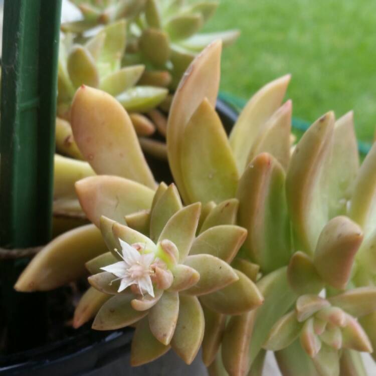 plant image 609742
