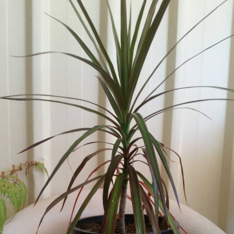 plant image 610071