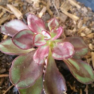 Echeveria Nodulosa