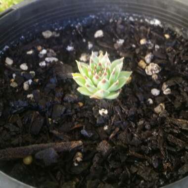 Sempervivum Tectorum var. Calcareum
