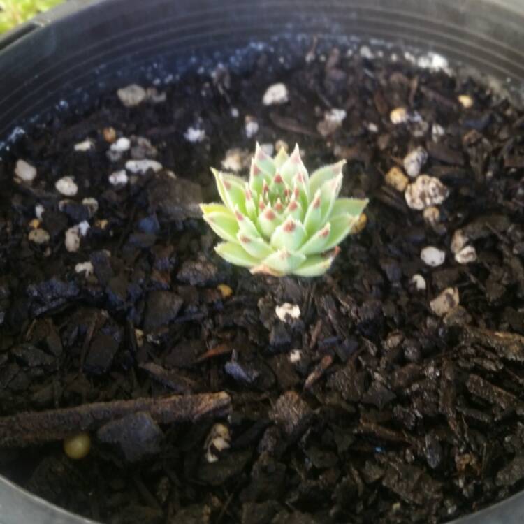 plant image 610139
