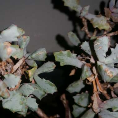 Oscularia deltoides syn. Lampranthus deltoides