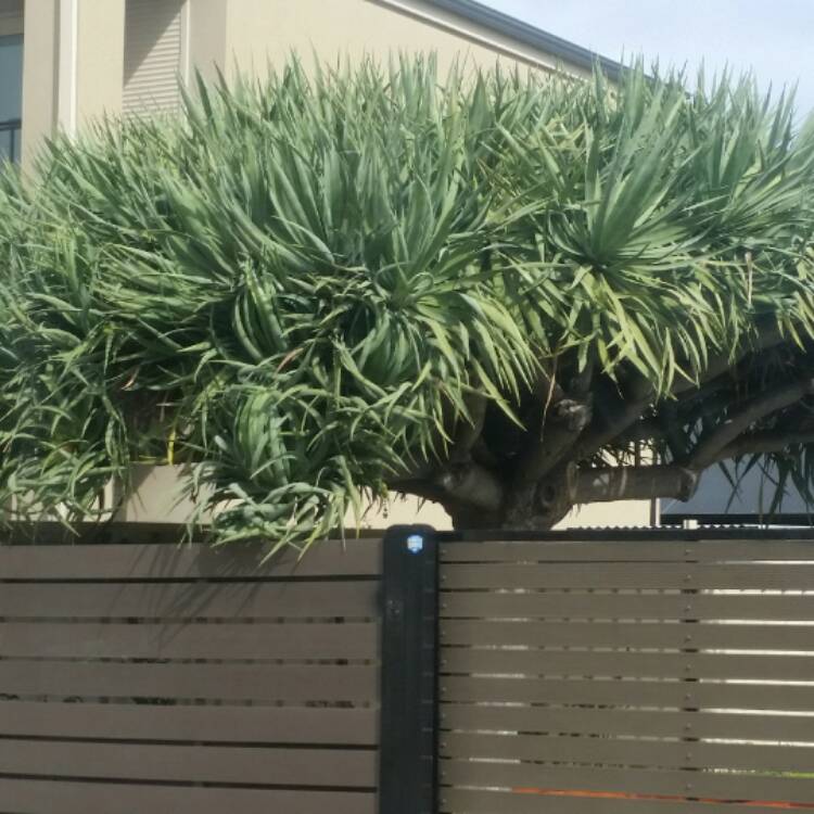 Plant image Dracaena Draco