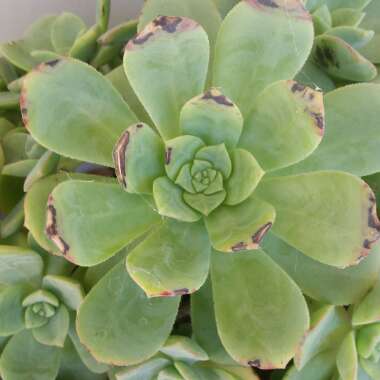 Aeonium Haworthii Dreamcolour