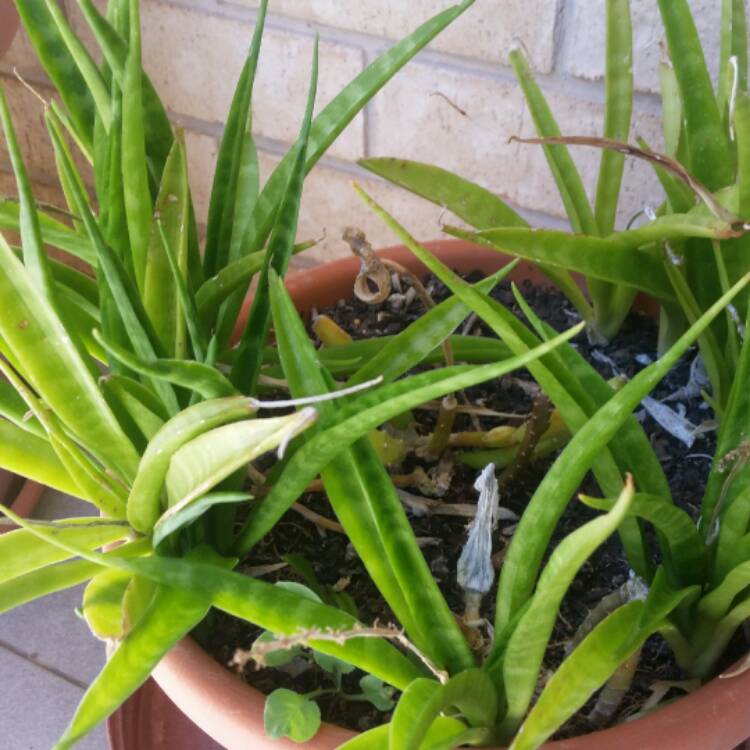 Plant image Sansevieria parva
